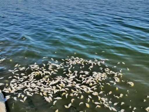 На Хаджибейском лимане погибли сотни килограммов рыбы – ее собирают в мешки