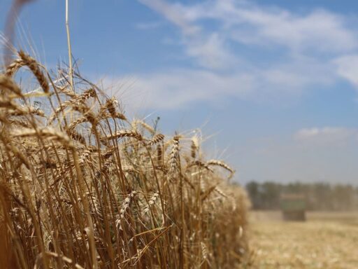 В Україні зібрали вже понад 22 млн тонн нового врожаю